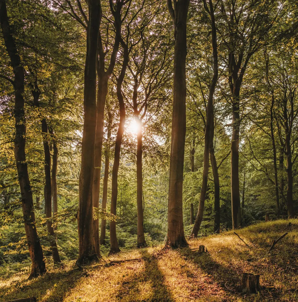 Sunlight filtering through a Swedish conifer forest.